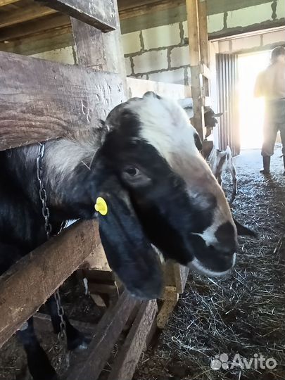 Нубийский козел