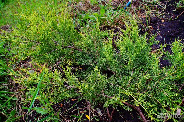 Можжевельник Куривао Голд