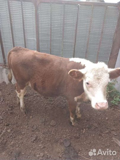 Быки сементалы