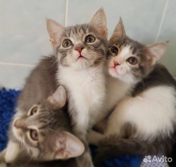 Котята в добрые руки