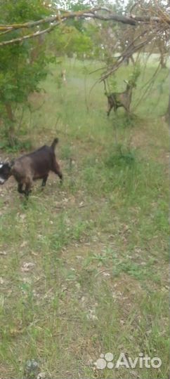 Продаются козлята