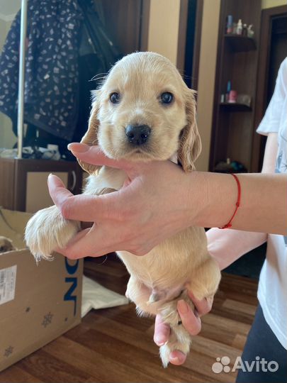 Кокер спаниель