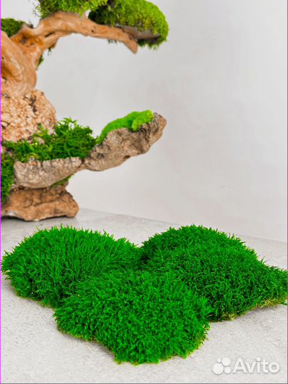 Стабилизированный мох ковер ягель кочка