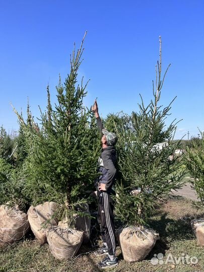 Ель обыкновенная