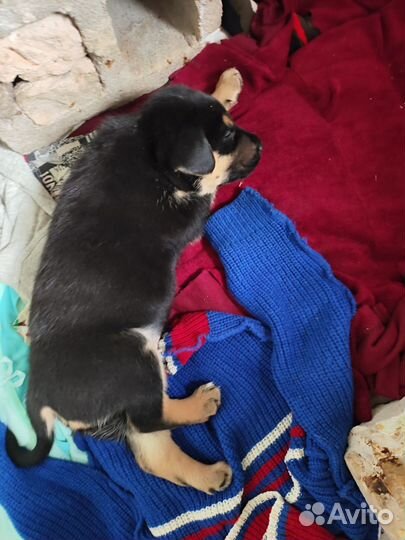 Щенки в добрые руки