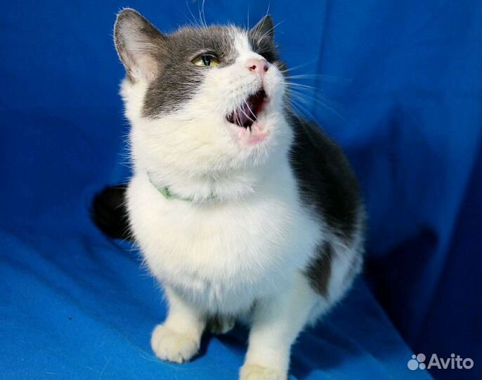 Кошка Соня ищет дом