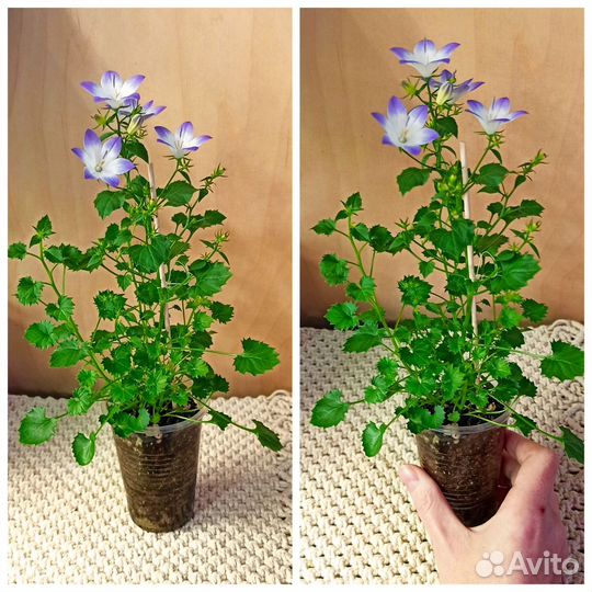 Кампанулы (цветущие)