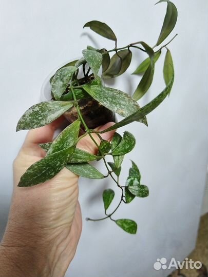 Хойя лакуноза red лайф