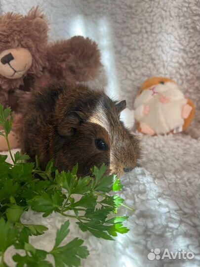 Морские свинки абиссинские