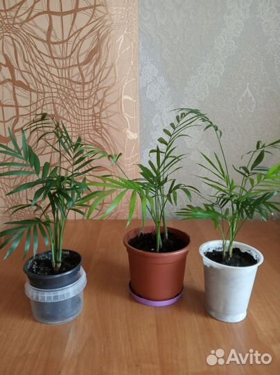 Хамедорея, ципирус, кактус