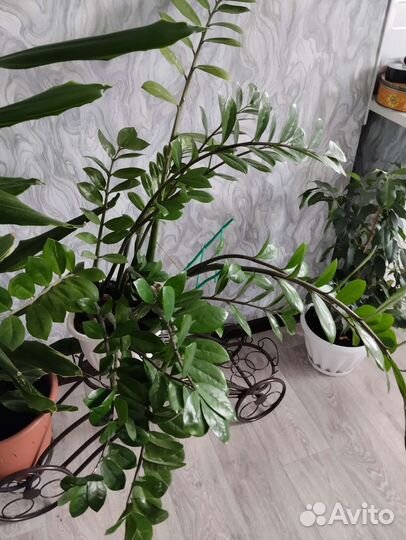 Фикус бенджамина большой