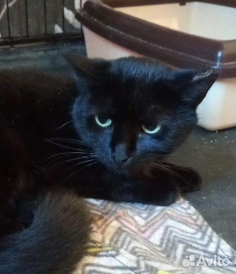 Кошки в добрые руки бесплатно