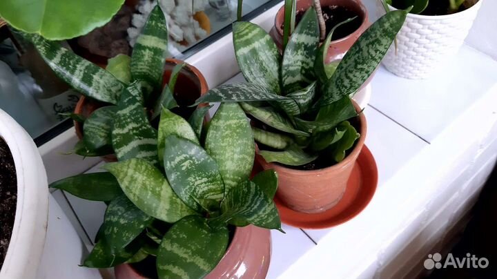 Сансевиерия Ханни, комнатные цветы