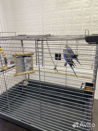 Волнистые попугаи с клеткой