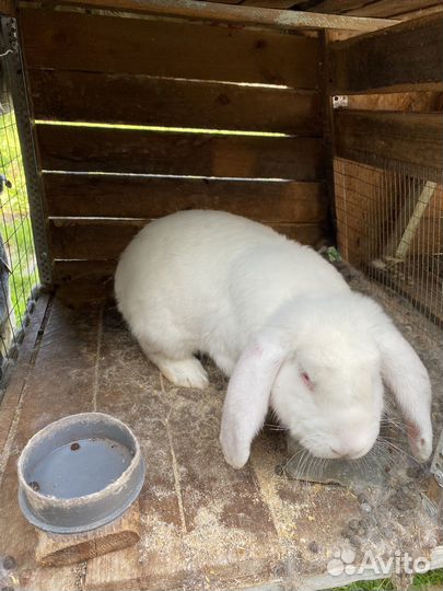 Кролики бараны