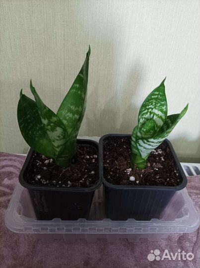 Сансевиерия ханни