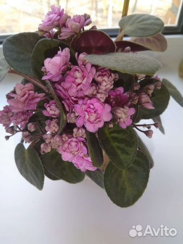 Фиалка Рондита