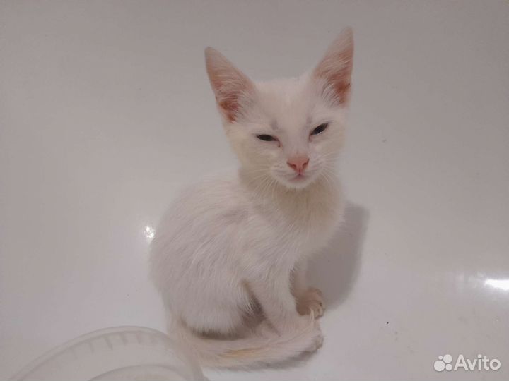 Кошка в дар Доплачу если возьмёте