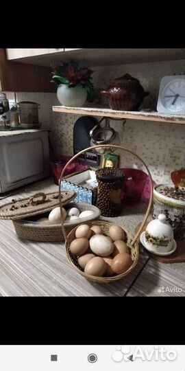 Инкубационное яйцо