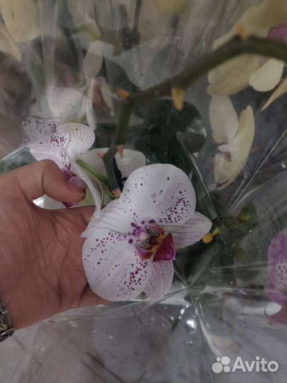 Дендробиум