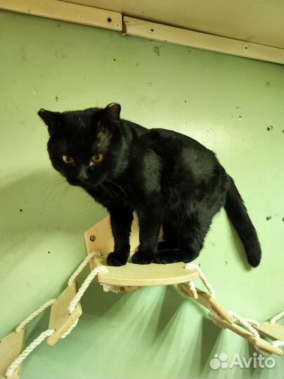 Кот ищет дом