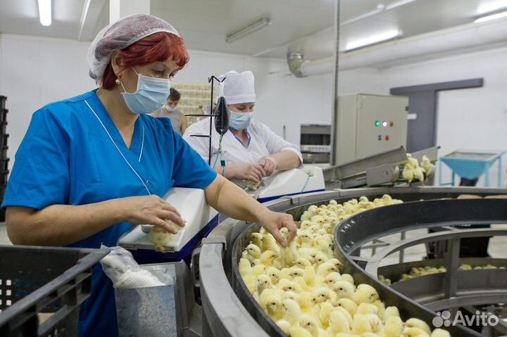 Работа по графику 45/15 на птицефабрике Вахта