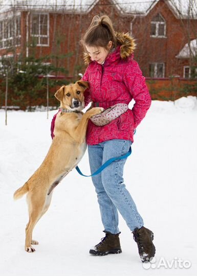 Собака Жужа