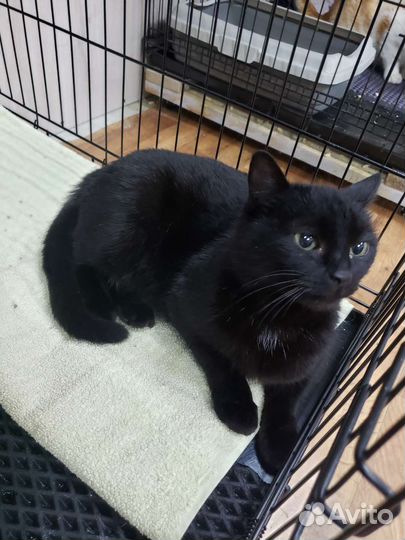 Кошечка Люська