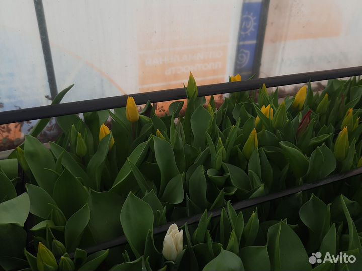 Тюльпаны детки