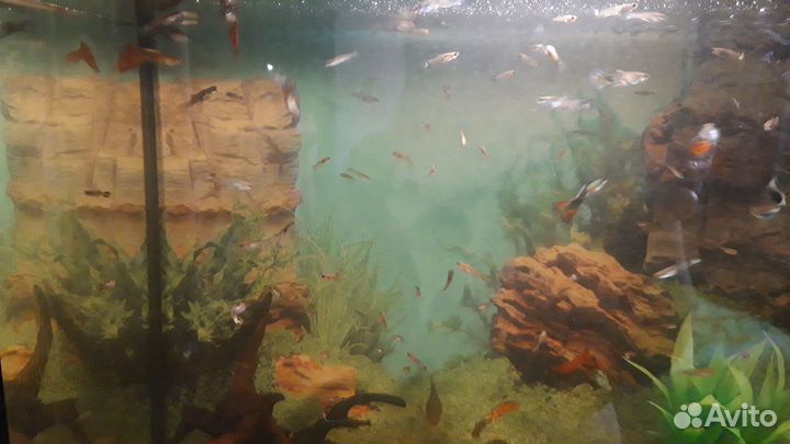 Мальки гуппи