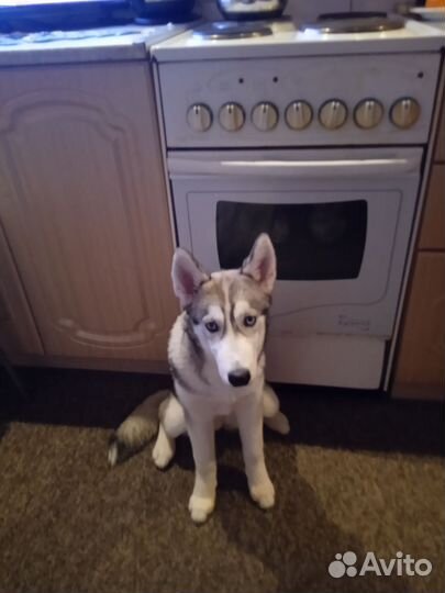 Хаски девочка 4,5 месяца