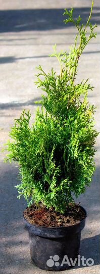 Туя западная Пирамидалис Компакта Thuja 160+см