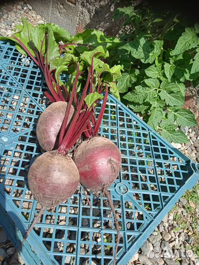 Свекла красная