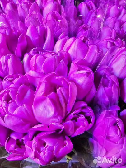 Тюльпаны к 8 марта Краснодарский крупные