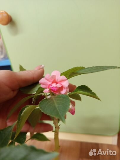 Бальзамин махровый розовый