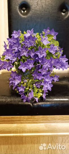 Кампанула (жених и невеста)