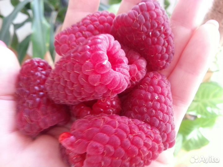 Малина (саженцы)