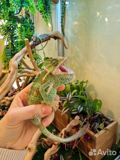 Самка хамелиона