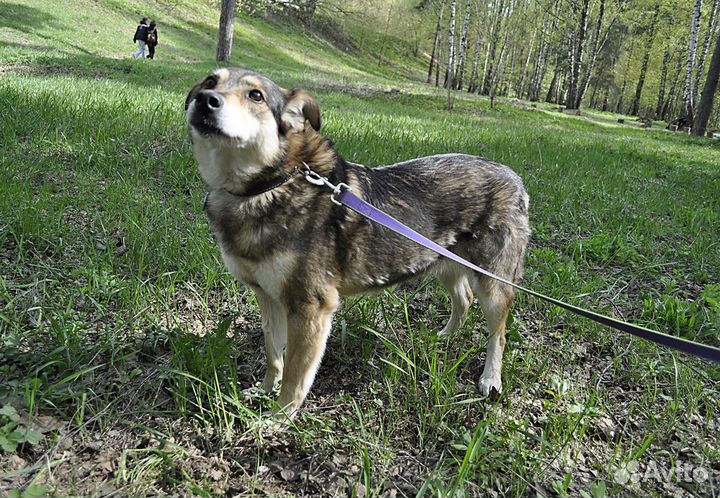 Лапочка Лада из приюта в поисках дома
