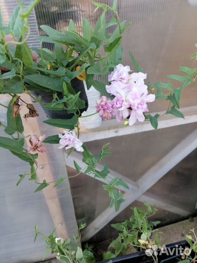 Калистегия