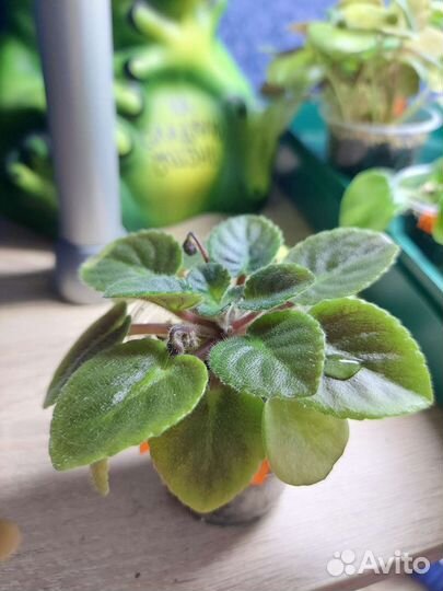 Детки сортовых фиалок