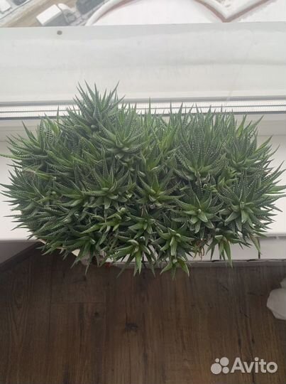 Суккуленты