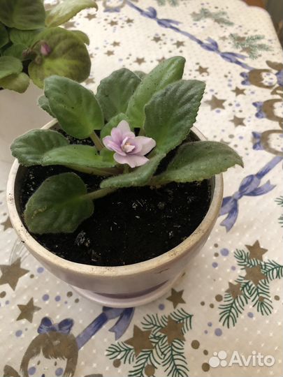 Фиалка Поль Баньян