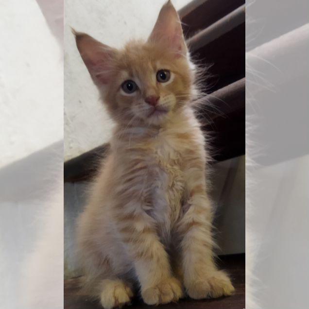Мейн-кун котёнок