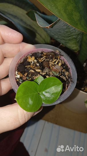 Продам набор замиокулькасов