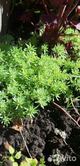 Суккуленты для сада