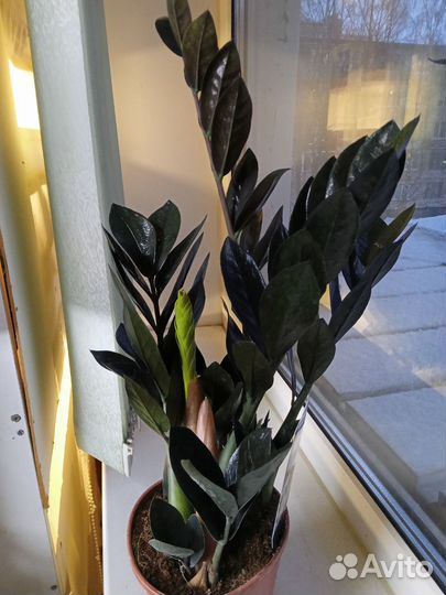 Чёрный Замиокулькас Блек Равен 50 см