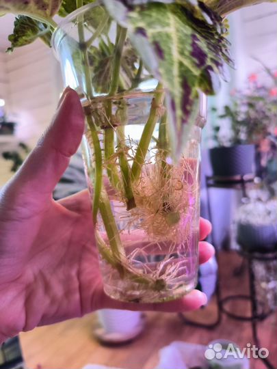 Колеус вегетативный