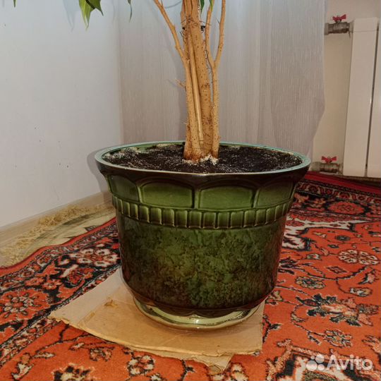 Фикус бенджамина большой