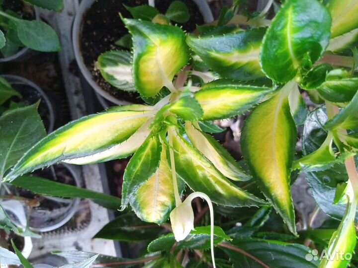 Новогвинейский бальзамин 2сорта